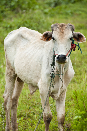 Cow in countryside  Thailand.