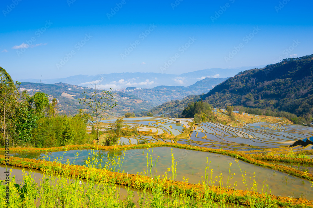 terraced rice field landscape