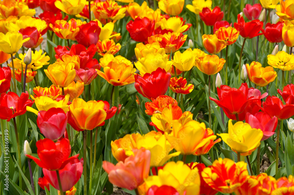 Tulpen Tulpen