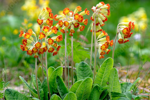 Primula Veris plants or Cow...