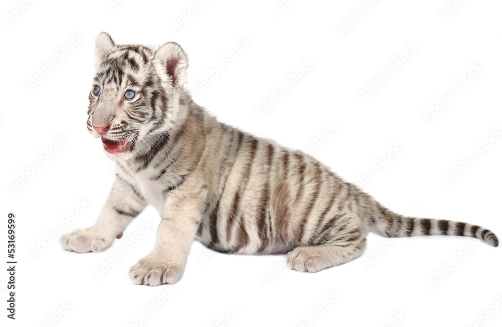 Fototapeta premium baby white tiger