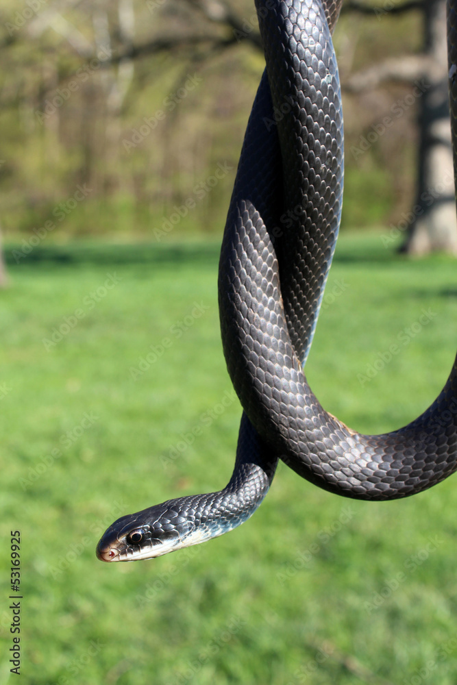 Naklejka premium Snake Southern Black Racer hanging over landscape