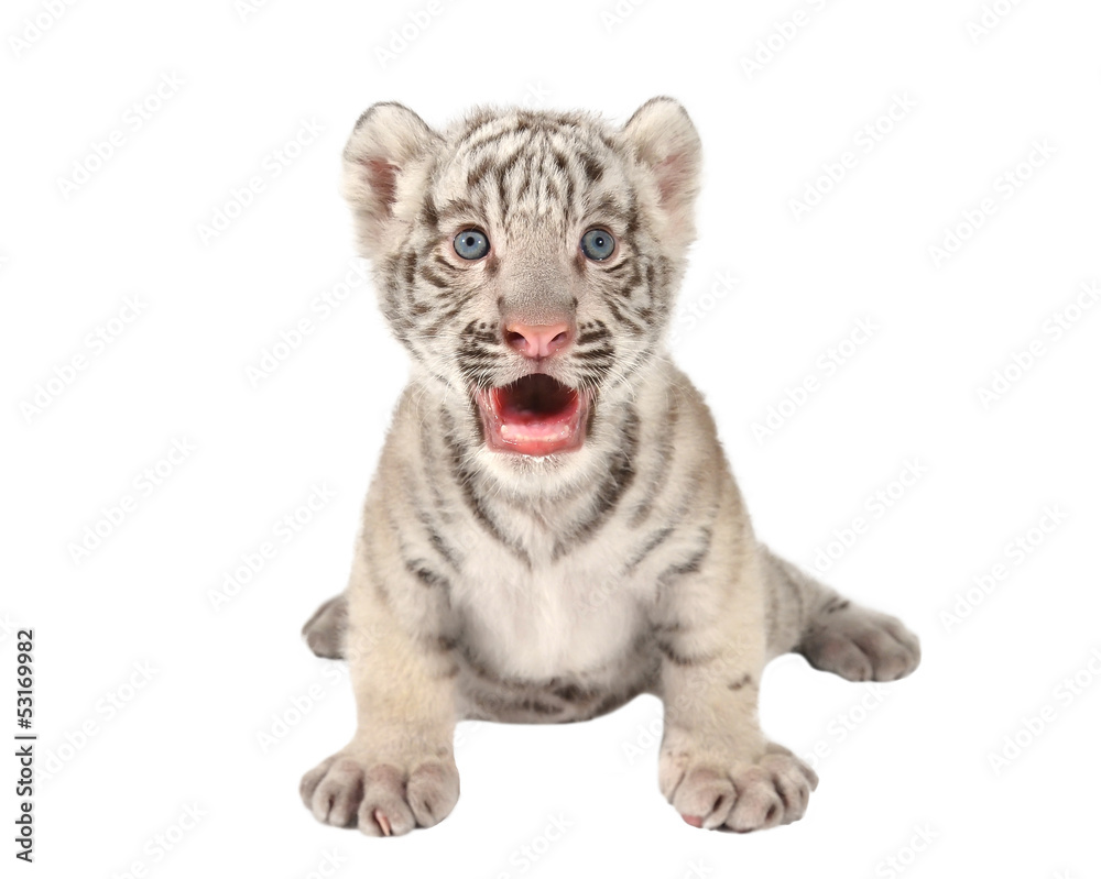 Fototapeta premium baby white tiger