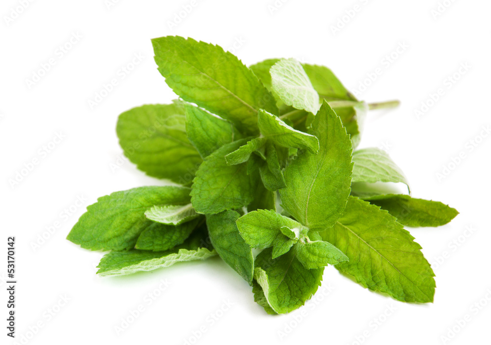 Fresh green mint leaves on white Fresh green mint leaves on white