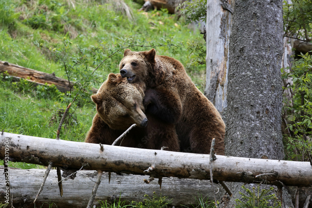 Naklejka premium kämpfende Braunbären