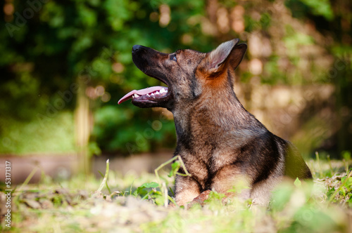 german shepherd dog porfile portrait photo