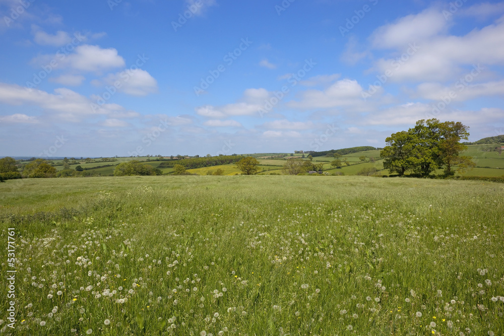 Obraz premium traditional hay meadow