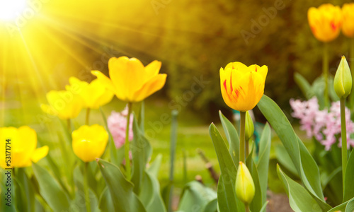 Sun and tulips
