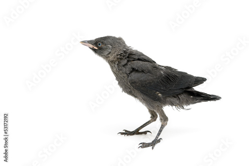 jackdaws nestling close-up isolated on a white background.