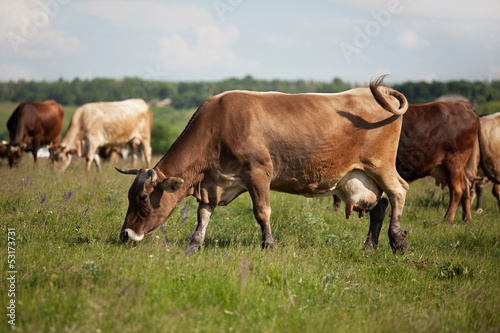 Fototapeta Naklejka Na Ścianę i Meble -  A herd of cows grazing on a meadow