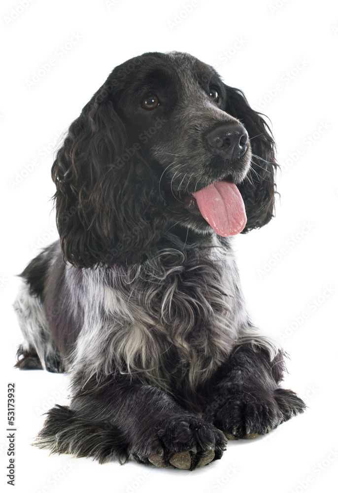 english cocker english cocker