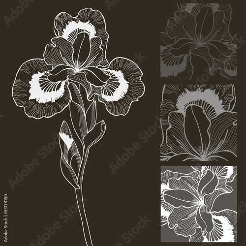 Vector set of black and white iris flower. Decorative elements.