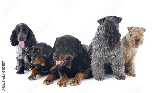 five dogs photo