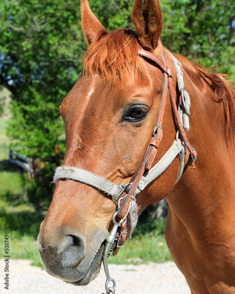 Beautiful and well-trained horse on a trail ride Beautiful and well-trained horse on a trail ride