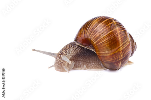 garden snail (Helix pomatia) isolated on white background