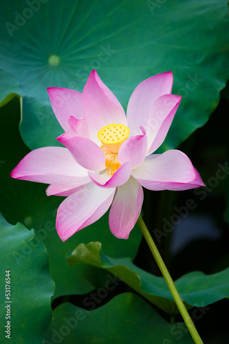 Fototapeta Naklejka Na Ścianę i Meble -  beautiful lotus