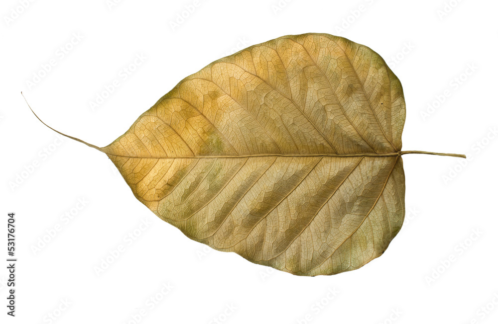 Dry Bo leaves isolated on a white Dry Bo leaves isolated on a white