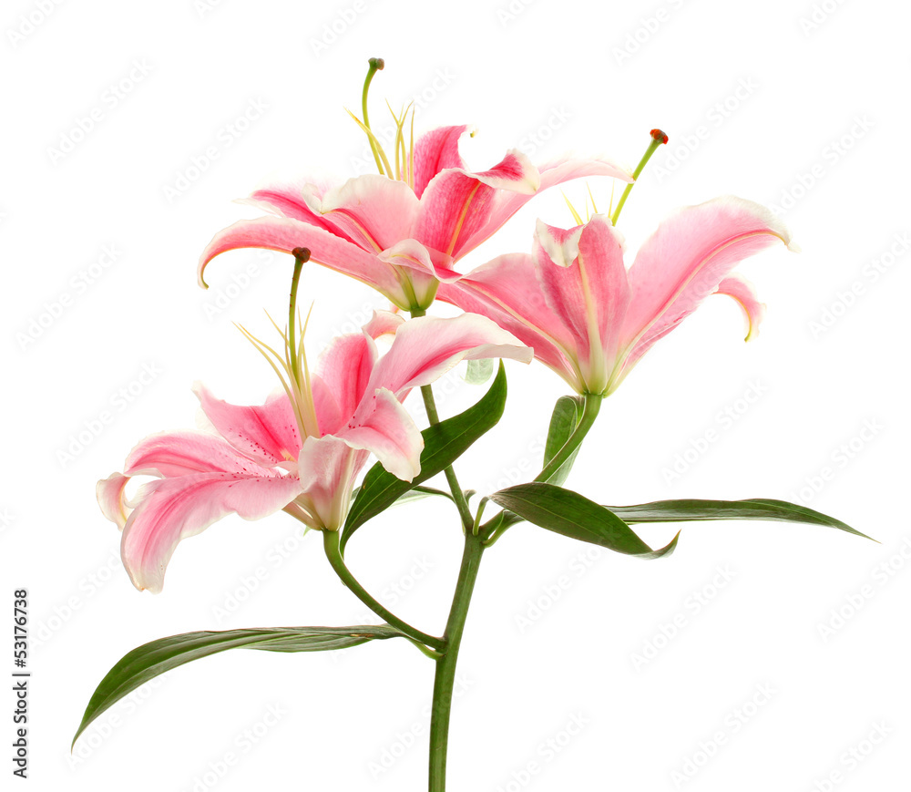 Naklejka premium beautiful pink lily, isolated on white