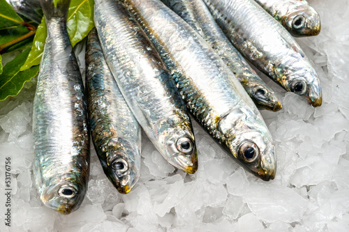 Fresh sardines on ice. photo