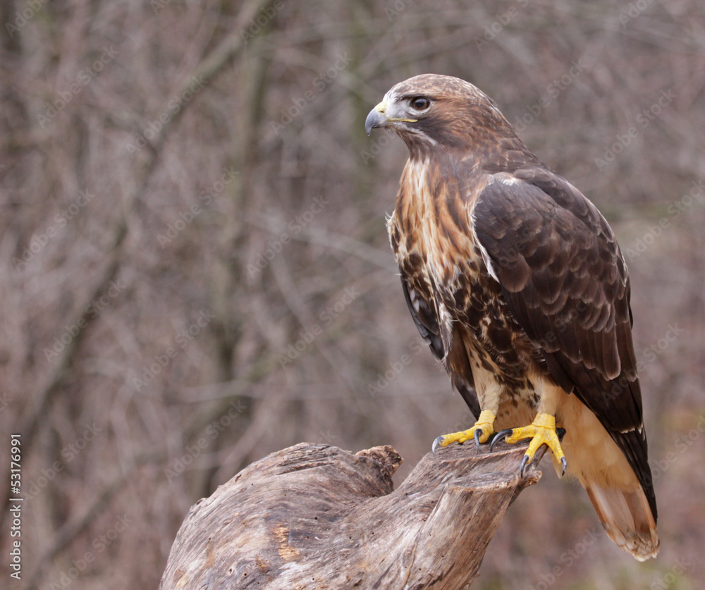 Patient Red-tailed Hawk (Buteo jamaicensis) Patient Red-tailed Hawk (Buteo jamaicensis)