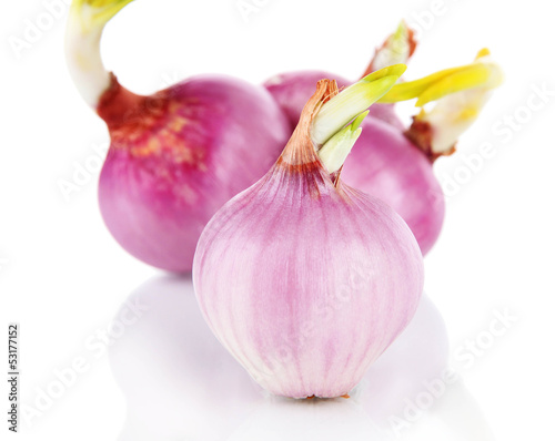 Sprouting onions isolated on white