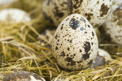 quail egg