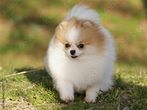 Pomeranian lulu