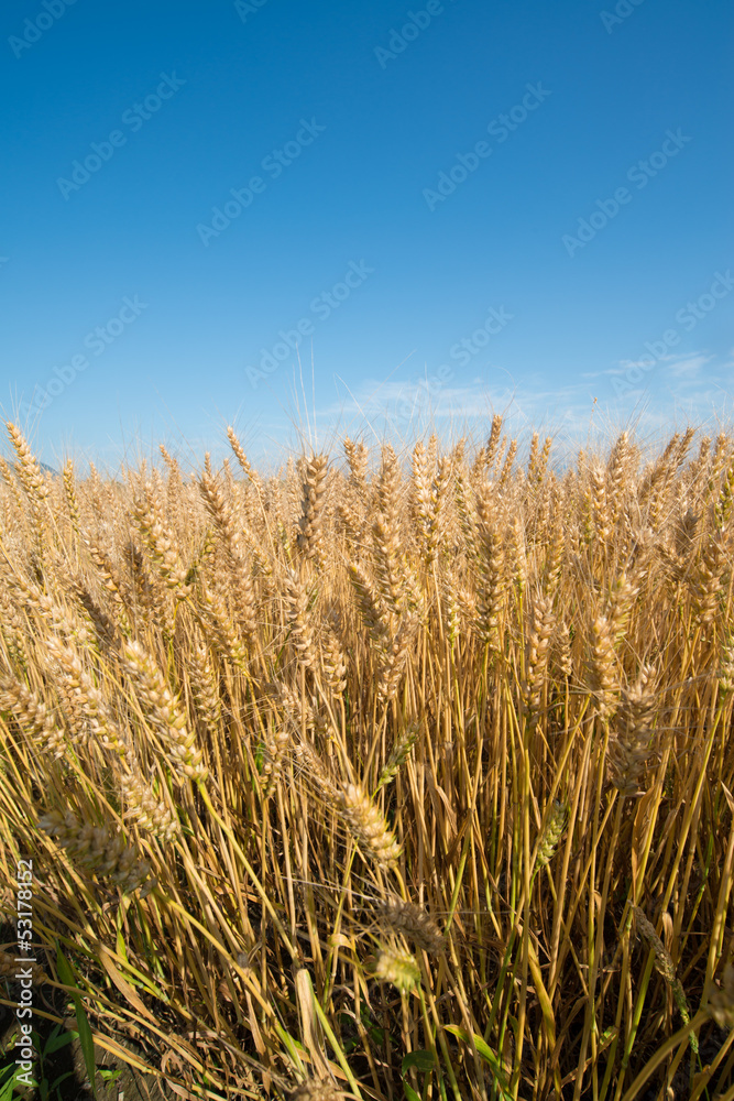 wheat field wheat field