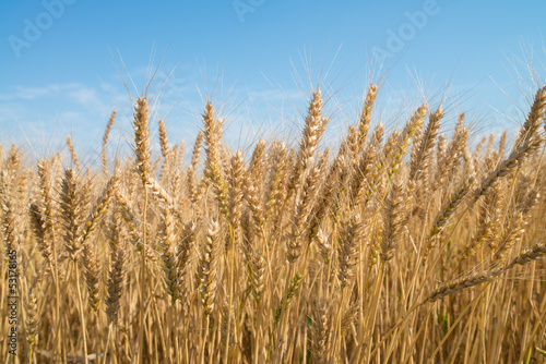 wheat field