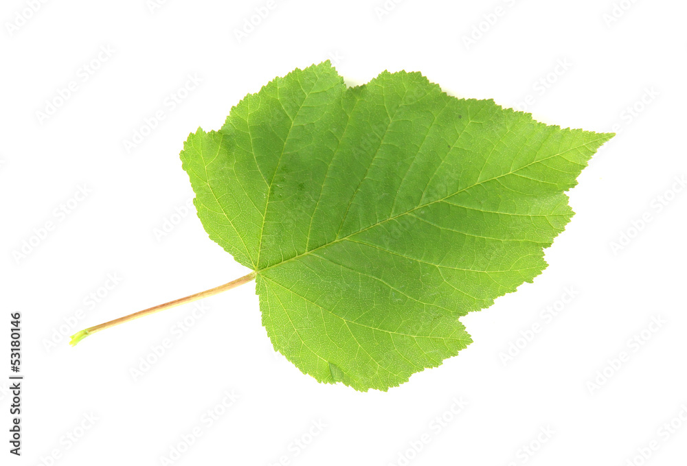 Green leaf isolated on white Green leaf isolated on white
