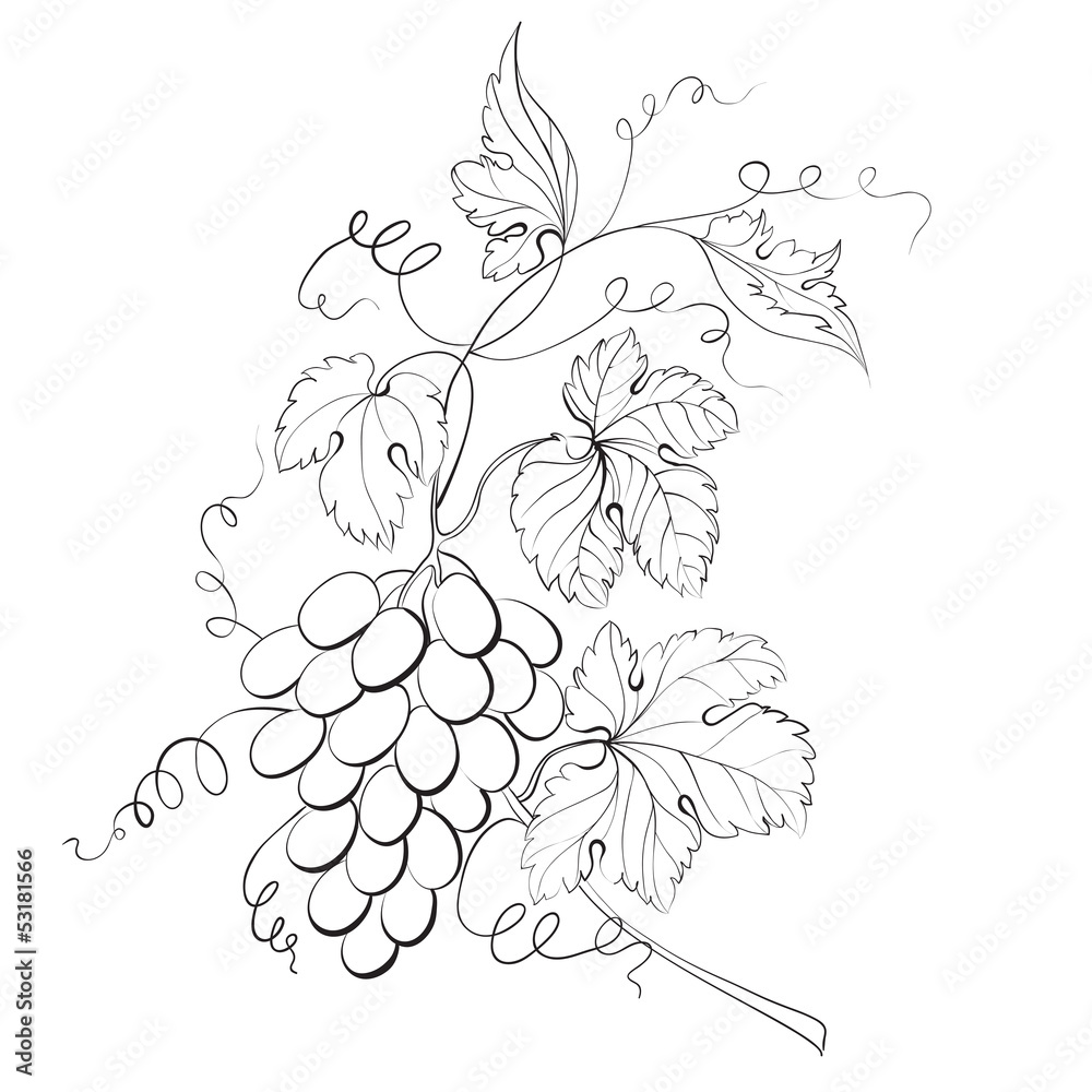 Fototapeta premium Grapes engraving.