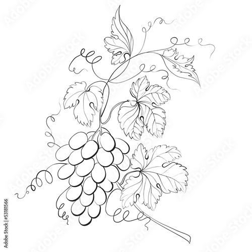 Grapes engraving.