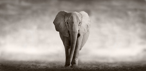 Papier peint photo Le salon Éléphant solitaire dans la savane  © donvanstaden