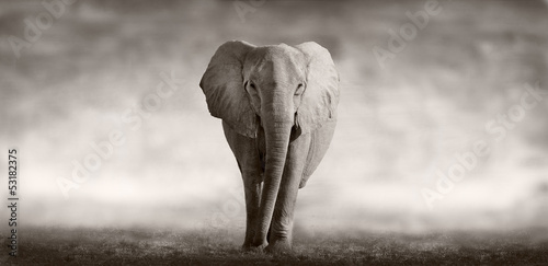 slon-w-samo-poludnie