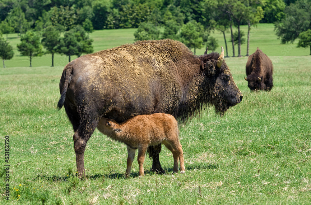 Buffalo cow nursing her calf on the pasture