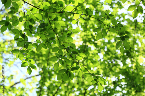 Green leaves on a sunny day as a backdrop.