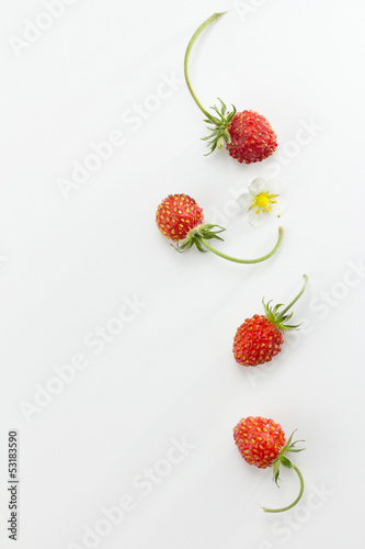Fototapeta Naklejka Na Ścianę i Meble -  Wild Strawberry