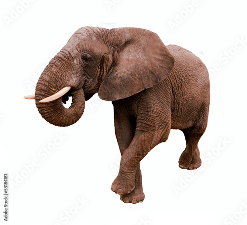 Elephant Isolated