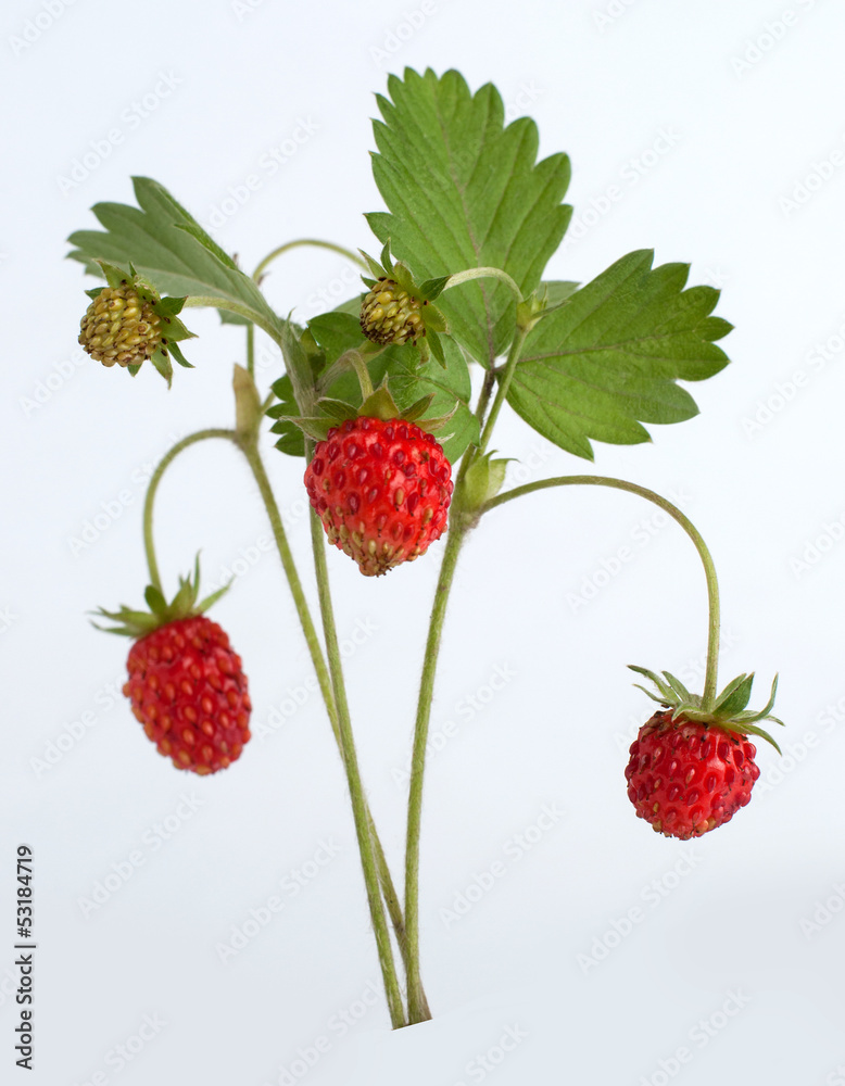 Wild strawberry on white Wild strawberry on white