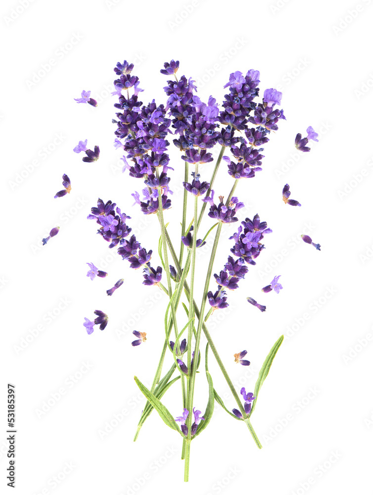 Naklejka premium fresh provencal lavender flowers isolated on white