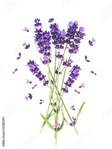 fresh provencal lavender flowers isolated on white