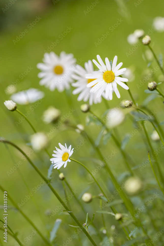 Margeriten im Rasen Margeriten im Rasen