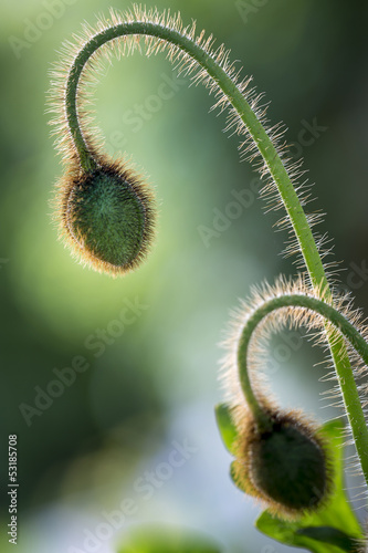 Fototapeta Naklejka Na Ścianę i Meble -  Knospen von Islandmohn (papaver nudicaule) im Garten