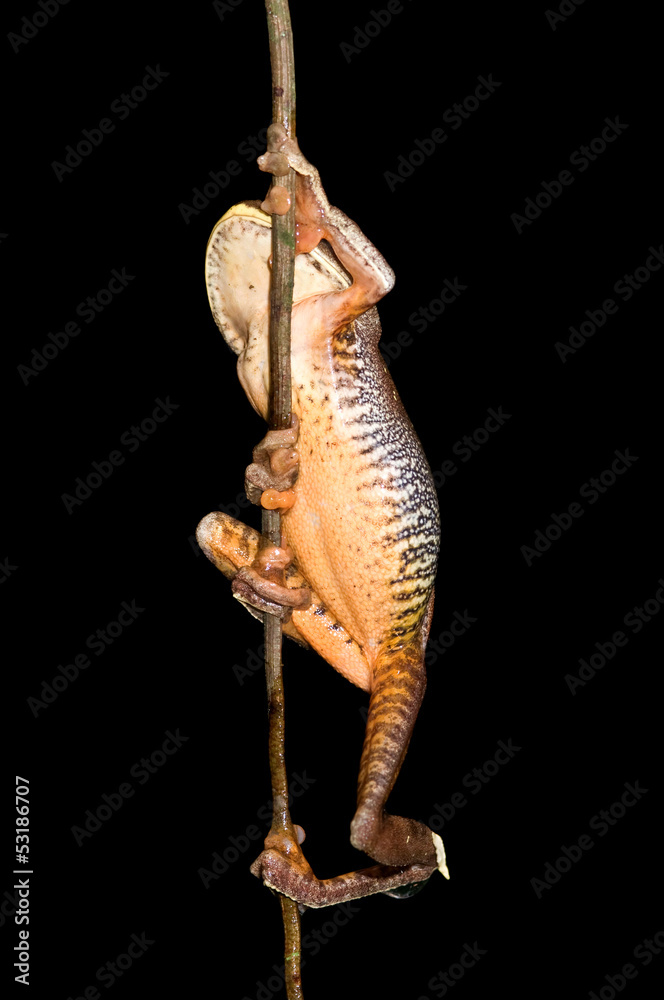 Obraz premium Tree frog