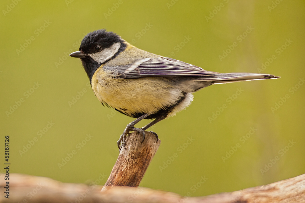 Obraz premium Kohlmeise