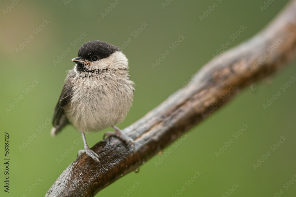 Naklejka premium Black Tit in the rain