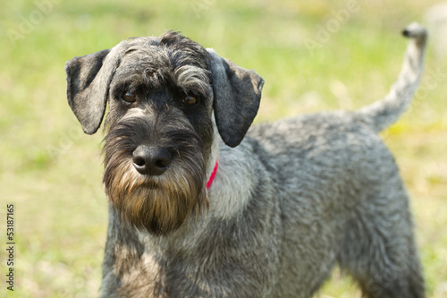 Standard schnauzer (mittelschnauzer)