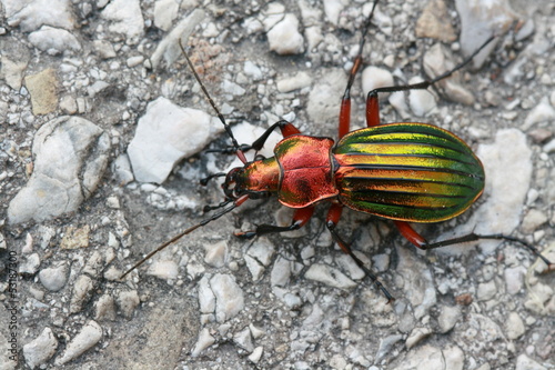Goldglänzender Laufkäfer