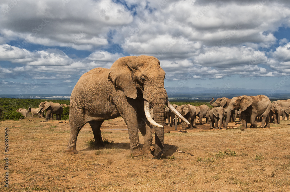 Elefanten Herde im Addo Elephant National Park in South Africa