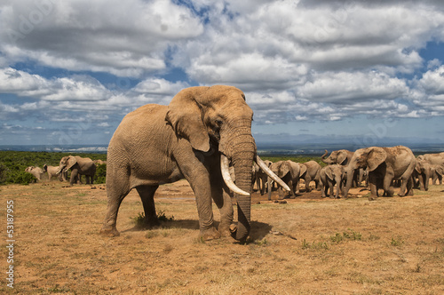 Elefanten Herde im Addo Elephant National Park in South Africa